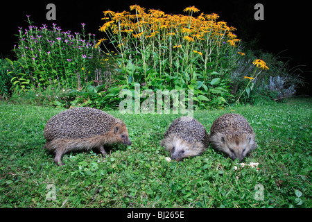 European Hedgehog (Erinaceus europaeus) 3 animals feeding in garden at night Stock Photo
