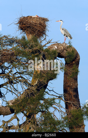 Grey Heron (Ardea cinerea), perched on old pine tree, at white stork and heron colony, Portugal Stock Photo