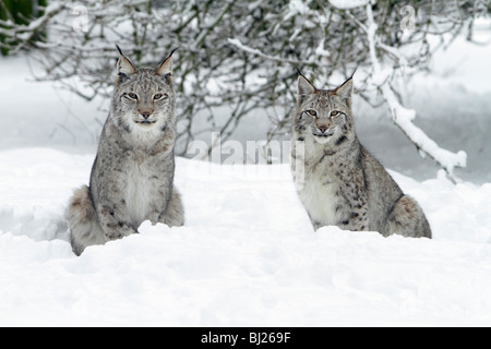 European Lynx, Felis lynx, two sitting in snow, Germany Stock Photo