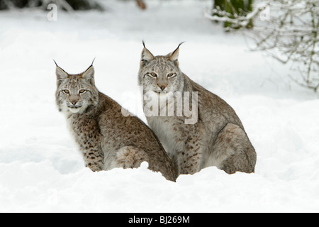 European Lynx, Felis lynx, two sitting in snow, Germany Stock Photo