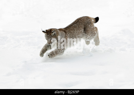 European Lynx, Felis lynx, young animal jumping after mouse in snow, Germany Stock Photo