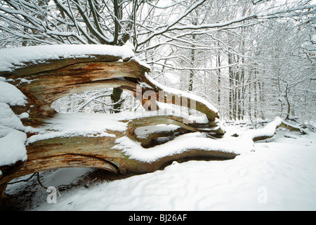 Dead oak tree stem, Quercus robur, in winter, Sababurg ancient forest NP, North Hessen, Germany Stock Photo