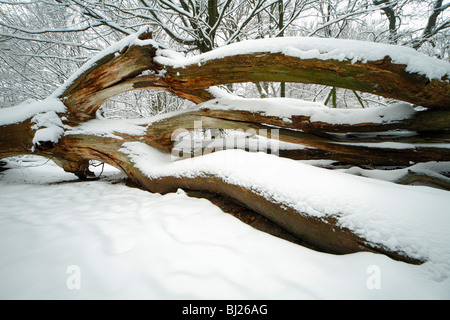 Dead oak tree stem, Quercus robur, in winter, Sababurg ancient forest NP, North Hessen, Germany Stock Photo