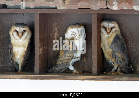 Barn Owl, Tyto alba, three resting during daytime, in building, Germany