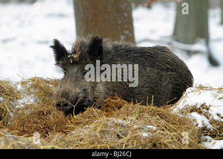 Wild Boar, Sus Scrofa, sow lying amongst straw, Germany Stock Photo