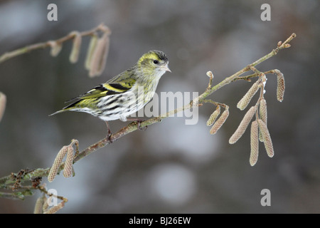 Siskin, Carduelis spinus, female perched on branch in garden, winter, Germany Stock Photo