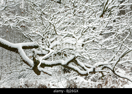 Oak tree branch in mixed deciduous woodland, covered in snow, winter, North Hessen, Germany Stock Photo
