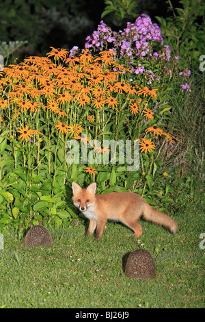European Red Fox (Vulpes vulpes), cub in garden with hedgehogs (Erinaceus europaeus), Hessen, Germany Stock Photo