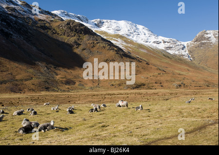 Herdwick Sheep in the Langdale Valley with Snow Covered Bow Fell Mountain in Distance Lake District Cumbria England UK Stock Photo