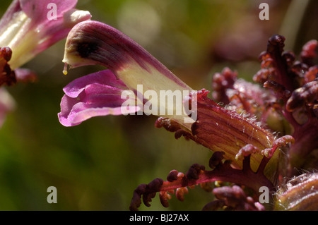 Marsh Lousewort, pedicularis palustris Stock Photo