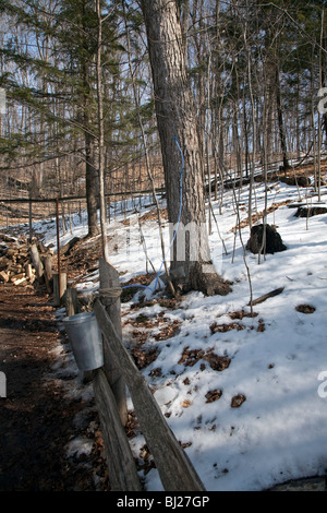 Maple Syrup or Maple syrup Harvest in Northern Ontario;Canada Stock Photo