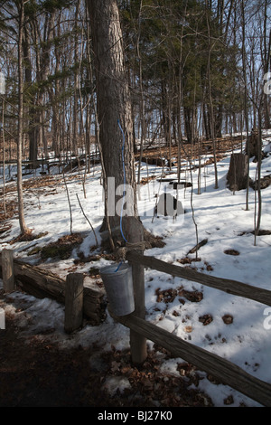 Maple Syrup or Maple syrup Harvest in Northern Ontario;Canada Stock Photo