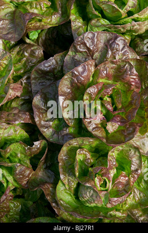 LETTUCE GROWING IN FIELD UK Stock Photo