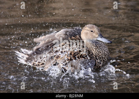 Northern Pintail Anas acuta Female Bathing At Martin Mere WWT, Lancashire UK Stock Photo