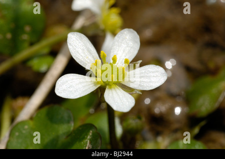 Round-leaved Crowfoot, ranunculus omiophyllus Stock Photo