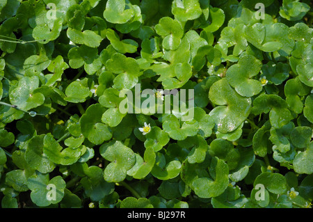 Ivy-leaved Crowfoot, ranunculus hederaceus Stock Photo