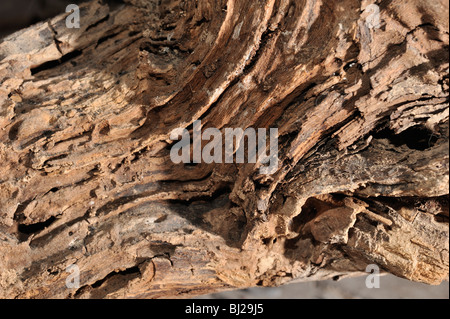 Old wood texture without treatment Stock Photo