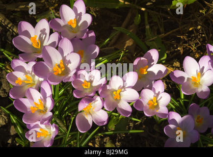 Purple Crocus Flowers in Full Spring Bloom in a Cheshire Garden England United Kingdom UK Stock Photo