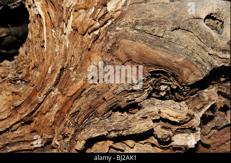 Old wood texture without treatment Stock Photo