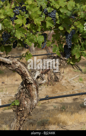 Red wine grapes on the vine Stock Photo