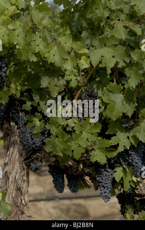 Red Grapes Growing in Vineyard Stock Photo