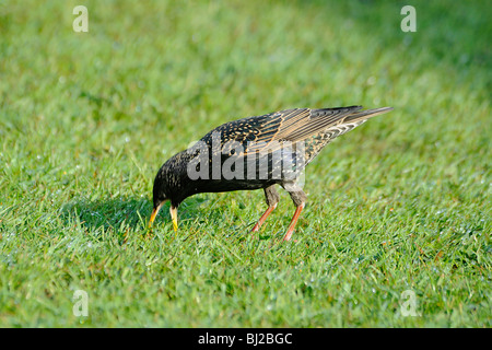 Starling, Sturnus vulgaris, feeding on lawn with dew Stock Photo