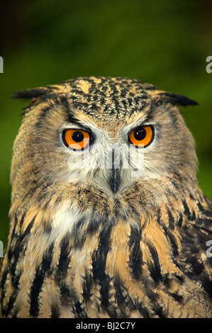 Portrait European eagle owl, Bubo bubo, showing eyes and beak and ear tufts. Stock Photo