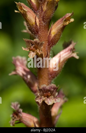 Flowers of ivy broomrape, Orobanche hederae, lacks any chlorophyll and is parasitic on ivy Stock Photo
