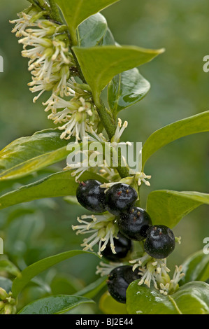 Sarcococca Confusa. Sweet box with flowers and berries in winter Stock ...