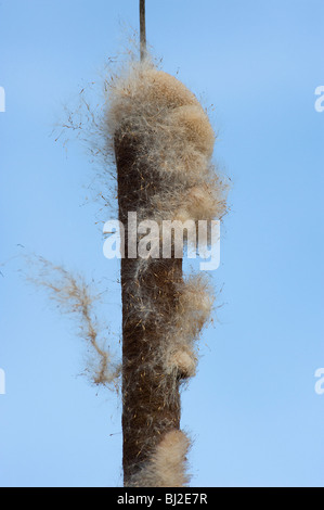 Bulrush or greater reedmace dispersing seeds Stock Photo