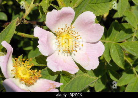 Hairy Dog-rose, rosa caesia Stock Photo - Alamy