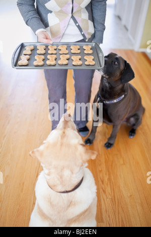 Two Labrador Retriever dogs begging for homemade dog biscuits. Stock Photo