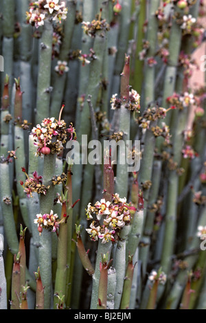 Euphorbia antisyphillitica (candelilla) wax