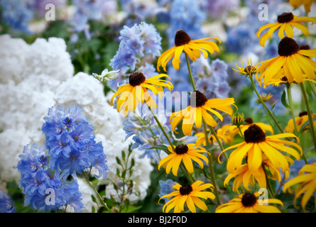 Goldstrum' Rudbeckia and blue Delphinium 'Summer Skies. Al's Garden. Woodburn, Oregon. Stock Photo