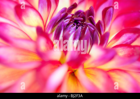 Brittany Rey Dahlia. Swan Island Dalia Farm. Canby, Oregon Stock Photo