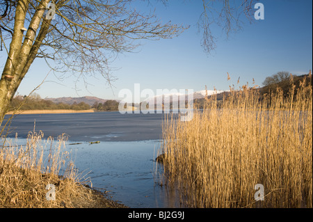 An Icy Esthwaite Water with Reeds near Hawkshead in The Lake District National Park Cumbria England United Kingdom UK Stock Photo