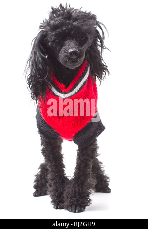 standard poodle sweaters