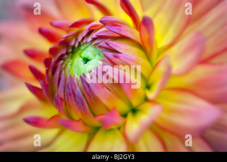 Gabrielle Marie Dahlia. Swan Island Dalia Farm. Canby, Oregon Stock Photo