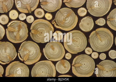 Sectioned conifer branches with annual rings Stock Photo