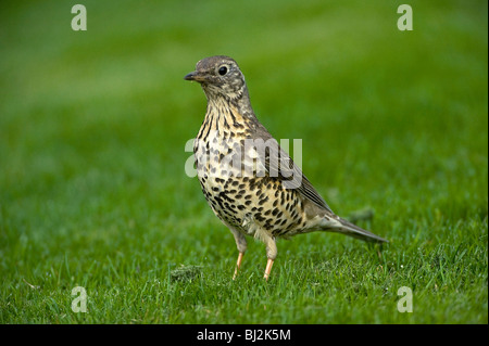Song thrush, Turdus philomelos, pauses on lawn at first light Stock Photo