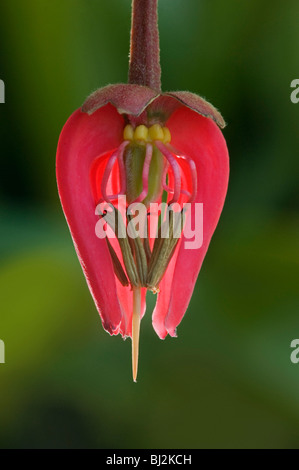 Chilean lantern tree, Crinodendron hookerianum, flower sectioned Stock Photo