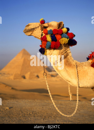 Camel with coloured tassels, The Great Pyramids of Giza, Giza, Giza Governate, Republic of Egypt Stock Photo