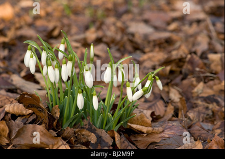 Snowdrops, Galanthus nivalis, emerge throuogh leaf litter in January Stock Photo