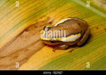 Spotted Reed Frog, Hyperolius puncticulatus, Tanzania Stock Photo