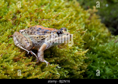 Mascarene Grass Frog, Madagascar, Ptychadena mascareniensis, Madagascar Stock Photo