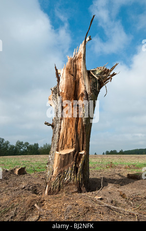 Storm damaged Walnut tree - sud-Touraine, France. Stock Photo