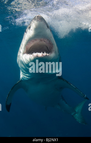 Great White Shark, Carcharodon carcharias, Neptune Islands, South Australia, Australia. Stock Photo