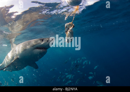 Great White Shark, Carcharodon carcharias, with bait line, Neptune Islands, South Australia, Australia. Stock Photo