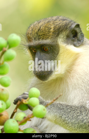 Green Vervet Monkey (Chlorocebus sabaeus) feedling on fruit in the grounds of a resort in The Gambia, West Africa. April 2009. Stock Photo