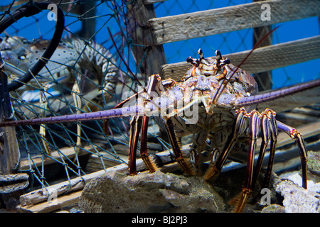 Caribbean Spiny Lobster also known as the Florida Spiny Lobster (Panulirus argus) Stock Photo